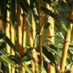 bamboo leaf