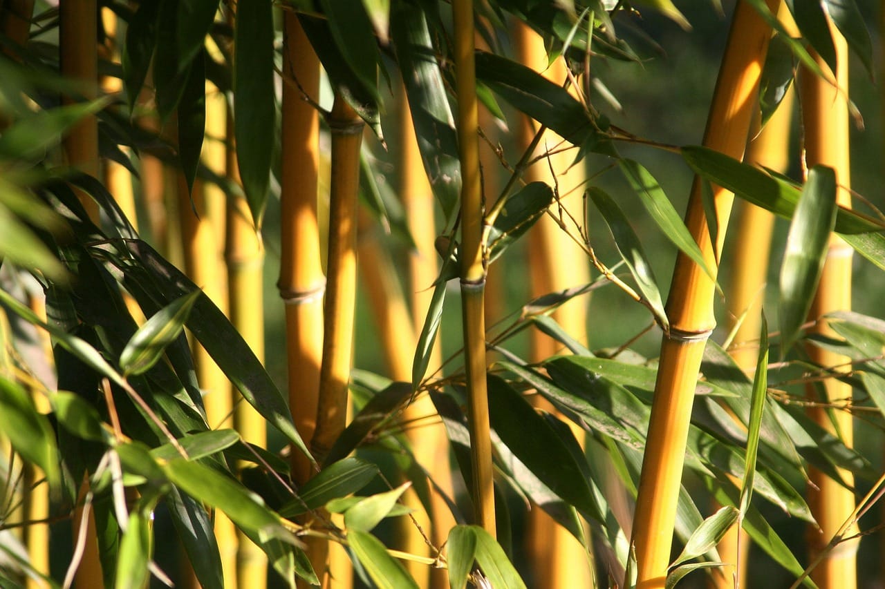 bamboo leaf