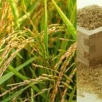 rice concentrate