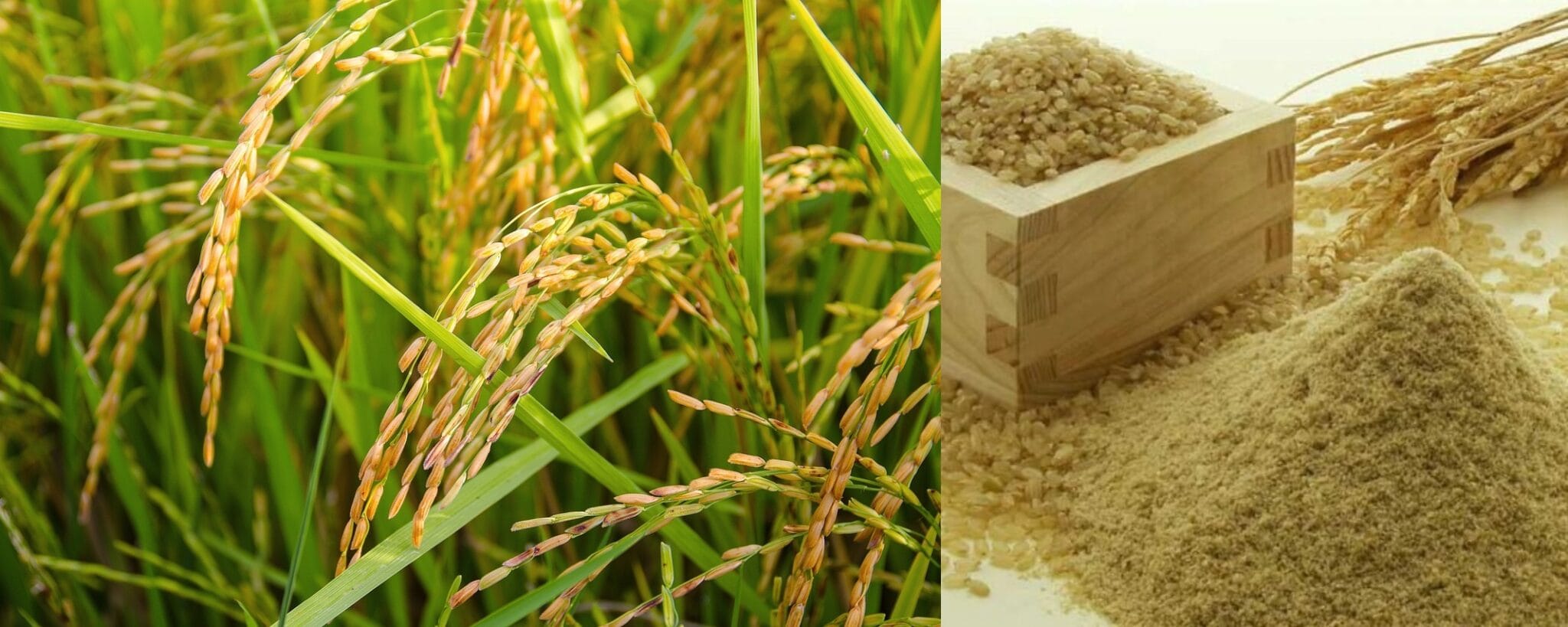 rice concentrate